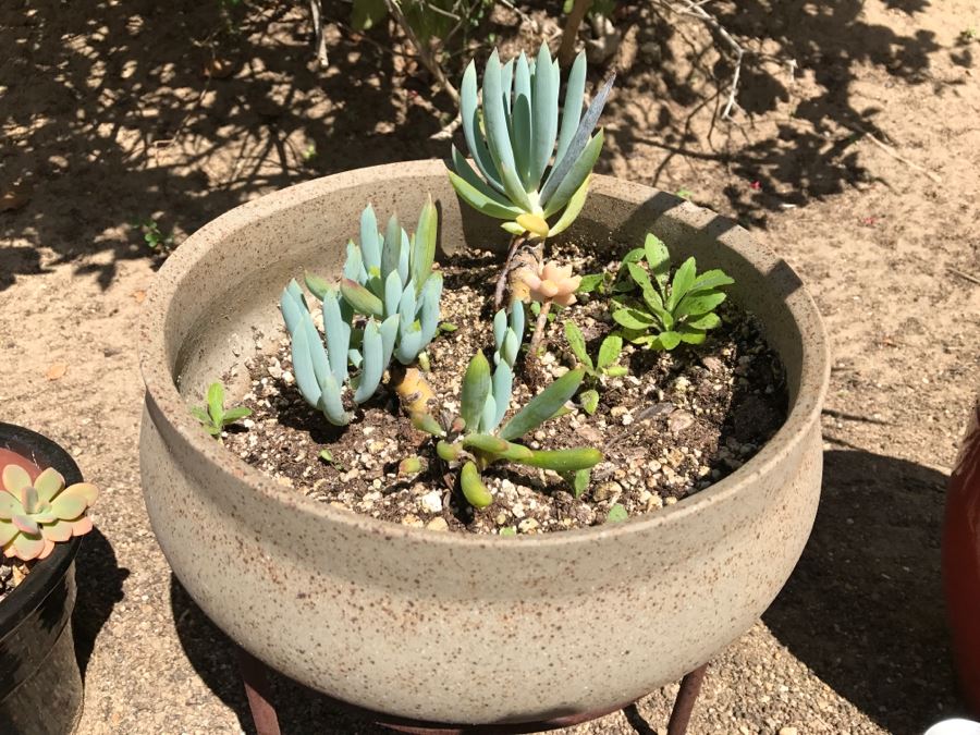 3 Potted Succulent Plants [Photo 3]