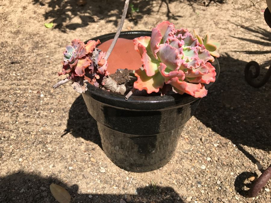 3 Potted Succulent Plants [Photo 4]