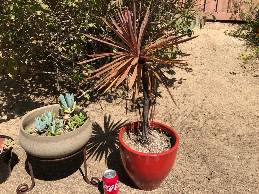 3 Potted Succulent Plants [Photo 7]