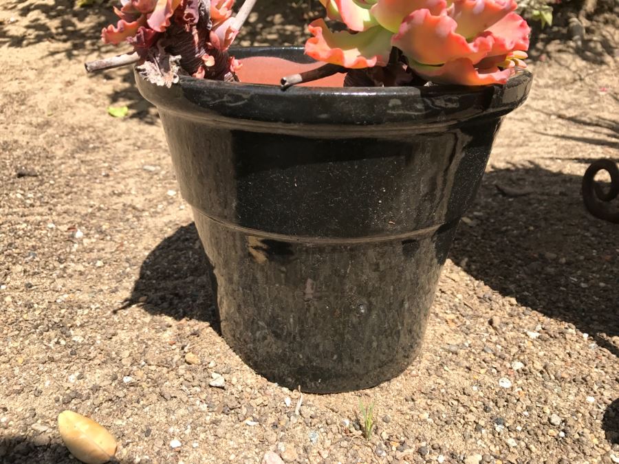 3 Potted Succulent Plants [Photo 5]