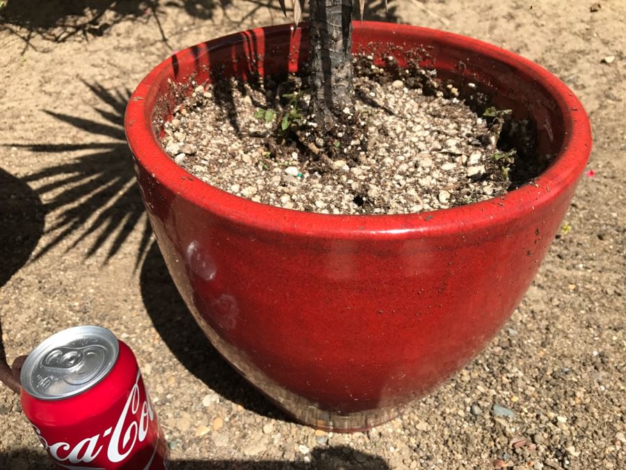 3 Potted Succulent Plants [Photo 9]