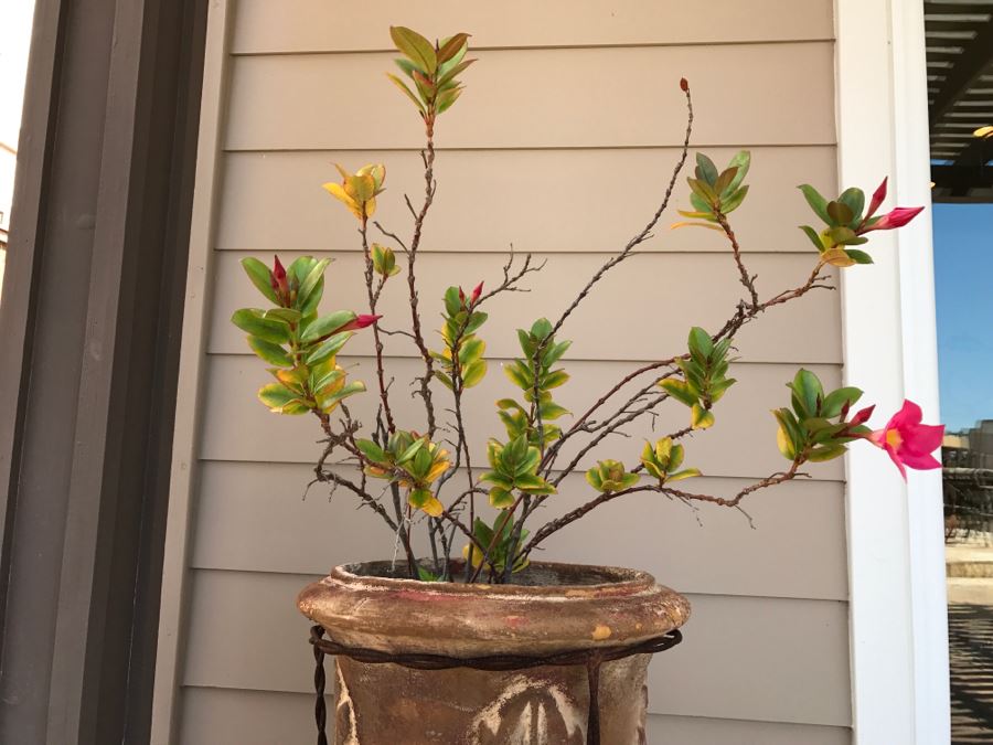 Large Twisted Wrought Iron Pot Stand Plus Pot With Plant [Photo 2]