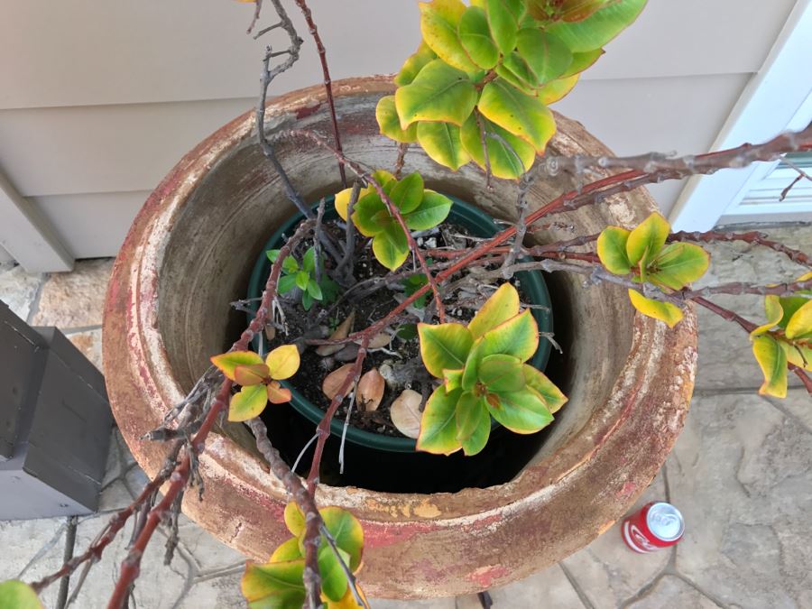 Large Twisted Wrought Iron Pot Stand Plus Pot With Plant [Photo 7]