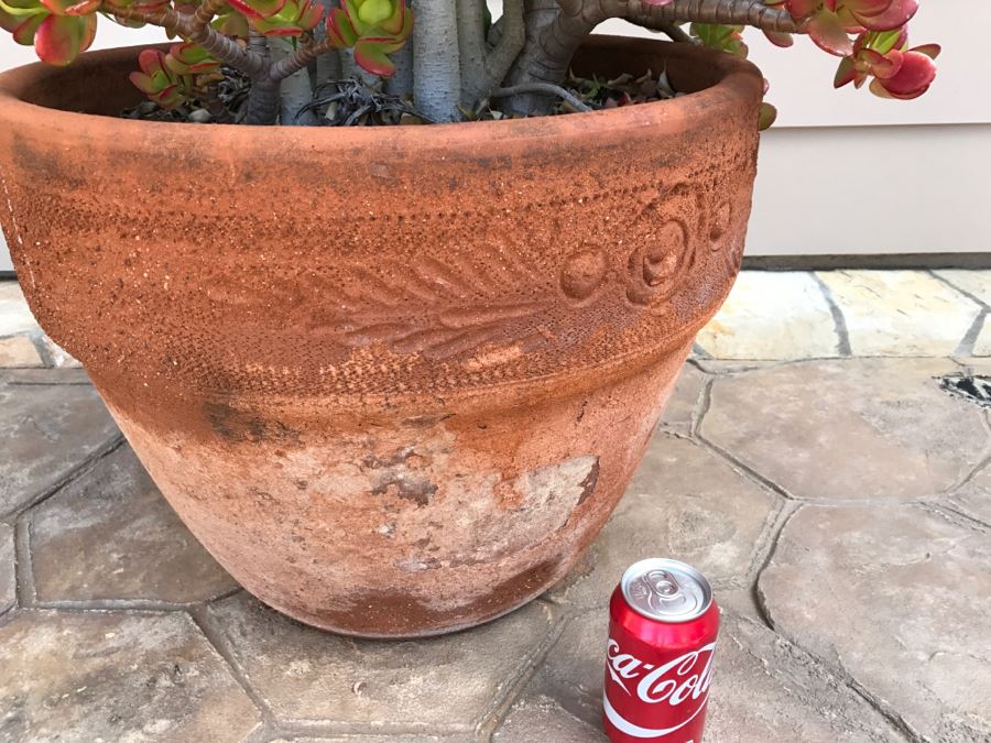 Large Potted Ficus Tree With Succulents [Photo 8]