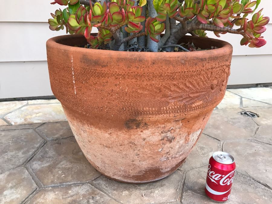 Large Potted Ficus Tree With Succulents [Photo 5]