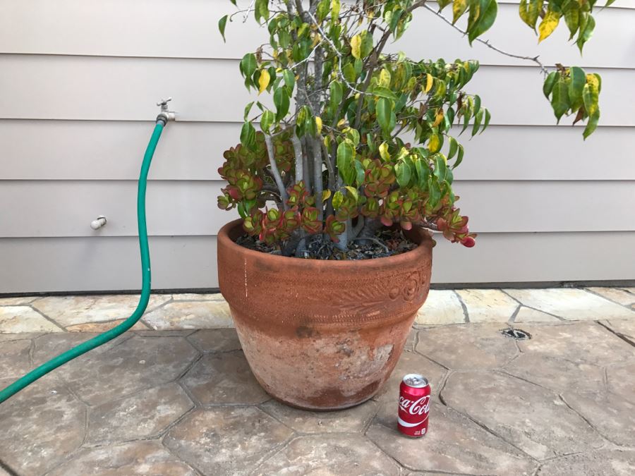 Large Potted Ficus Tree With Succulents [Photo 2]