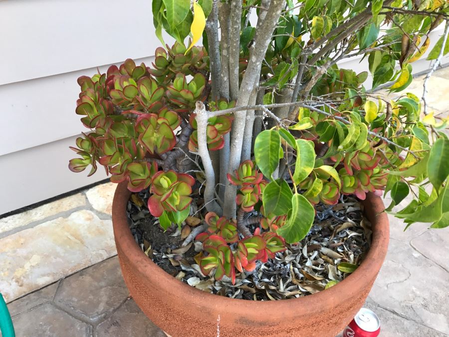 Large Potted Ficus Tree With Succulents [Photo 3]