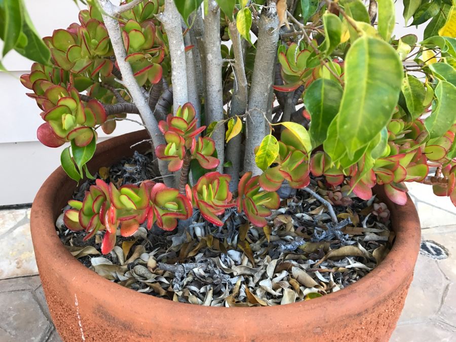 Large Potted Ficus Tree With Succulents [Photo 6]