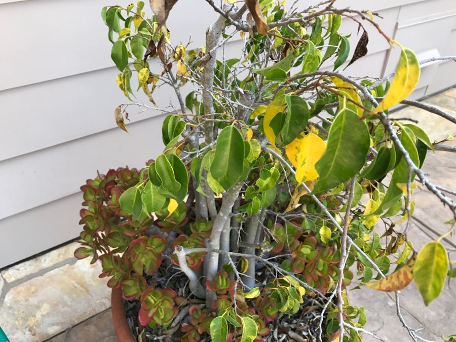 Large Potted Ficus Tree With Succulents [Photo 4]