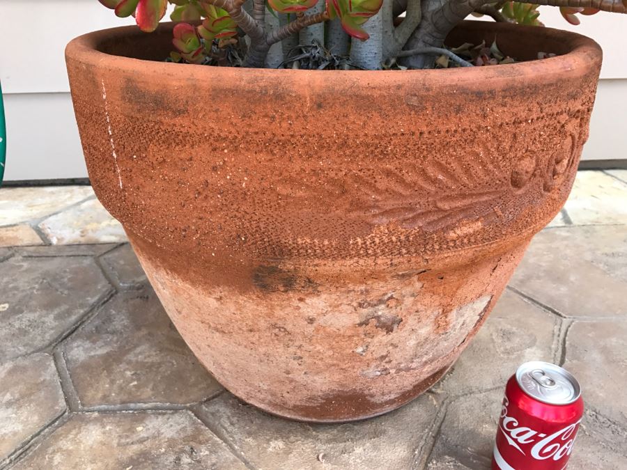 Large Potted Ficus Tree With Succulents [Photo 7]