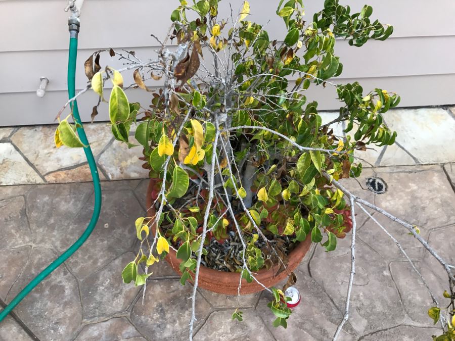 Large Potted Ficus Tree With Succulents [Photo 9]