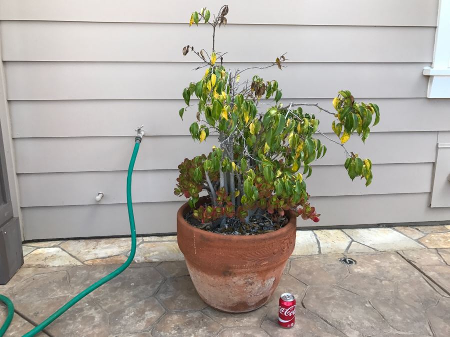 Large Potted Ficus Tree With Succulents