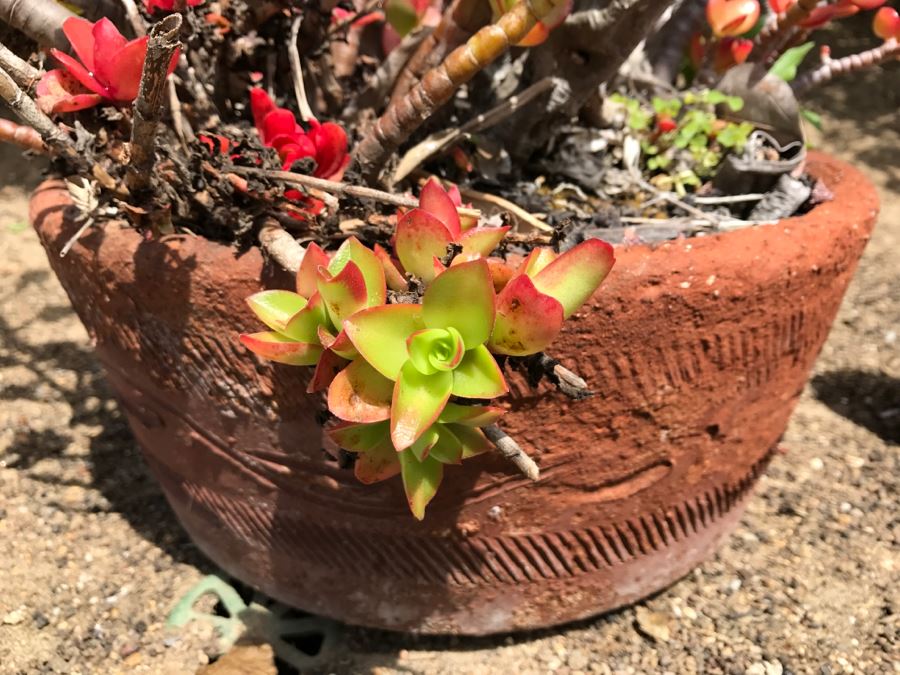 Large Potted Jade Plant [Photo 3]
