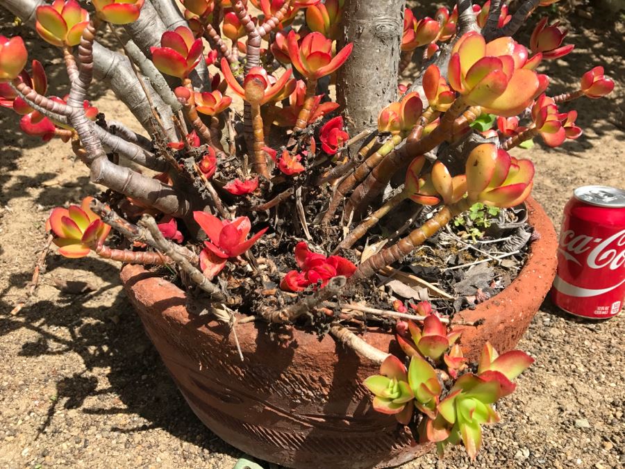 Large Potted Jade Plant [Photo 6]