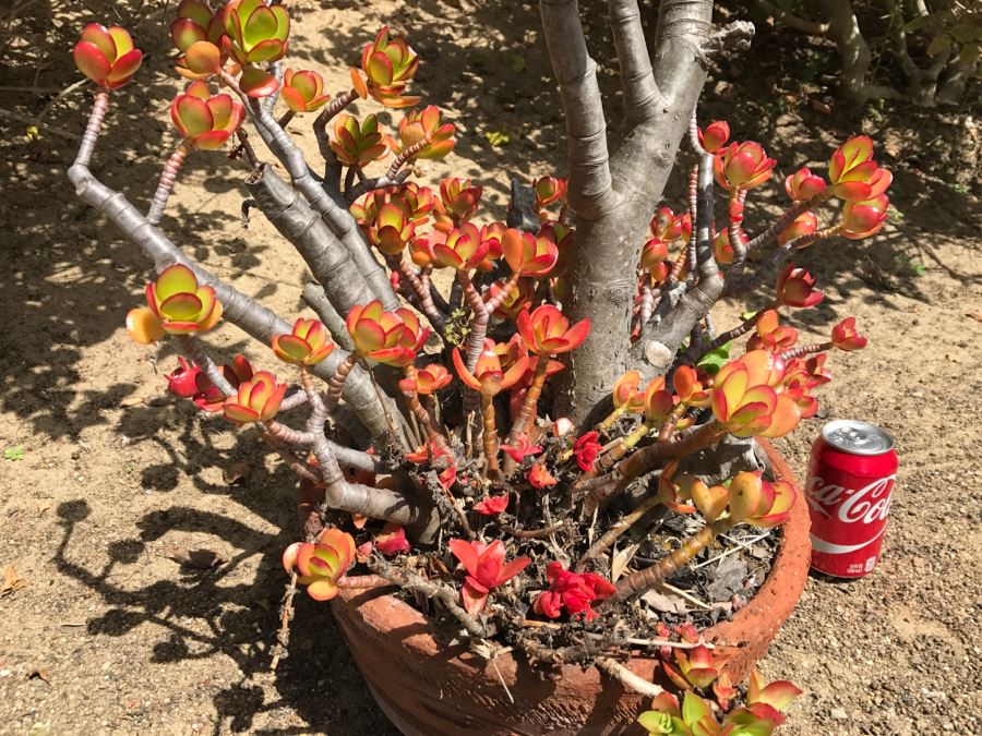 Large Potted Jade Plant [Photo 5]