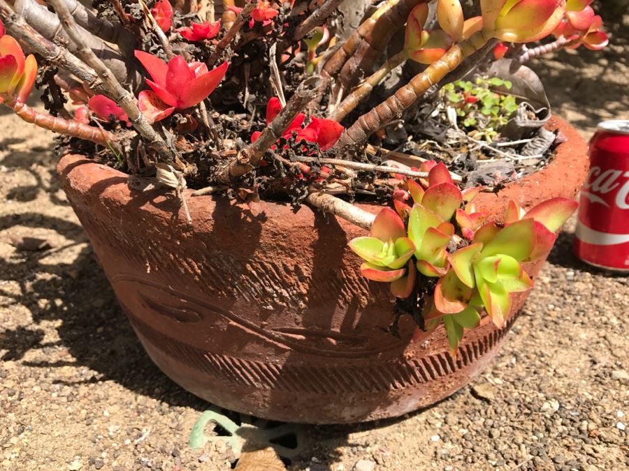 Large Potted Jade Plant [Photo 7]
