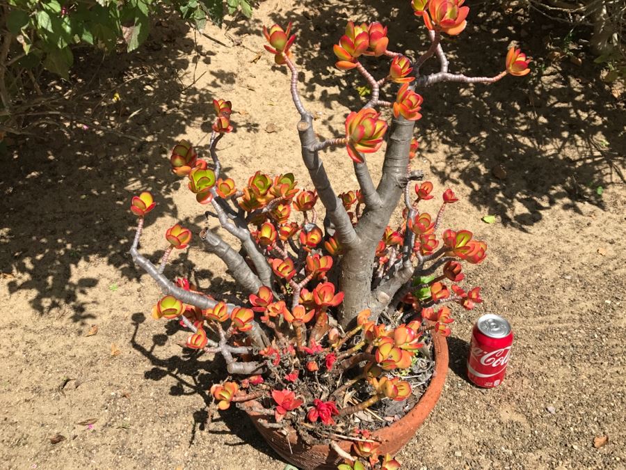 Large Potted Jade Plant [Photo 8]