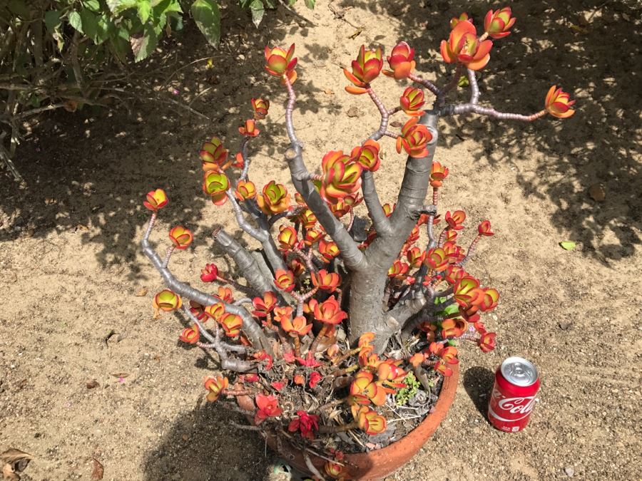 Large Potted Jade Plant [Photo 4]