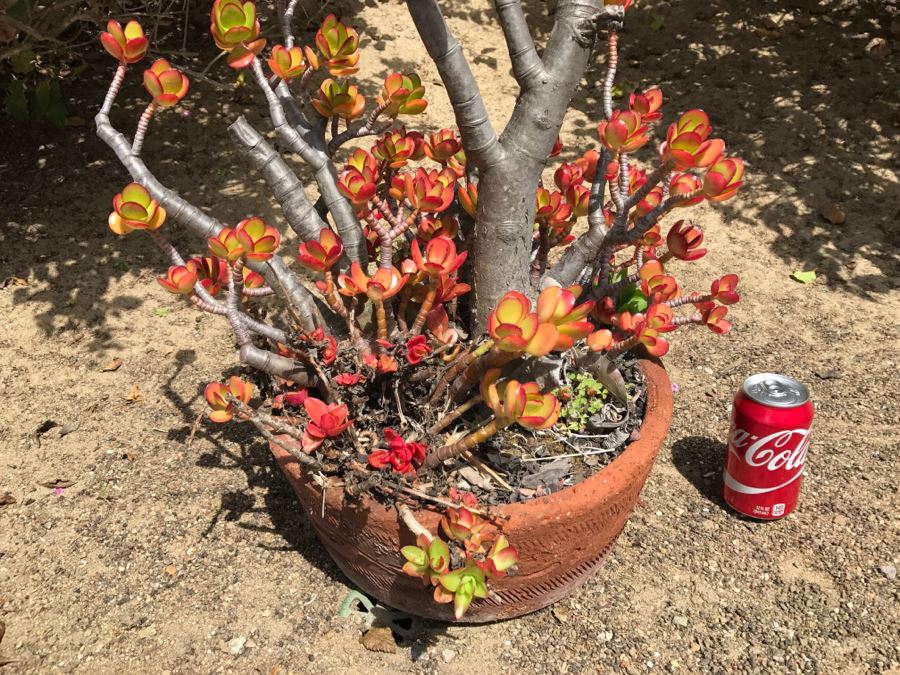 Large Potted Jade Plant [Photo 2]