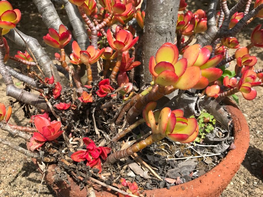 Large Potted Jade Plant [Photo 9]