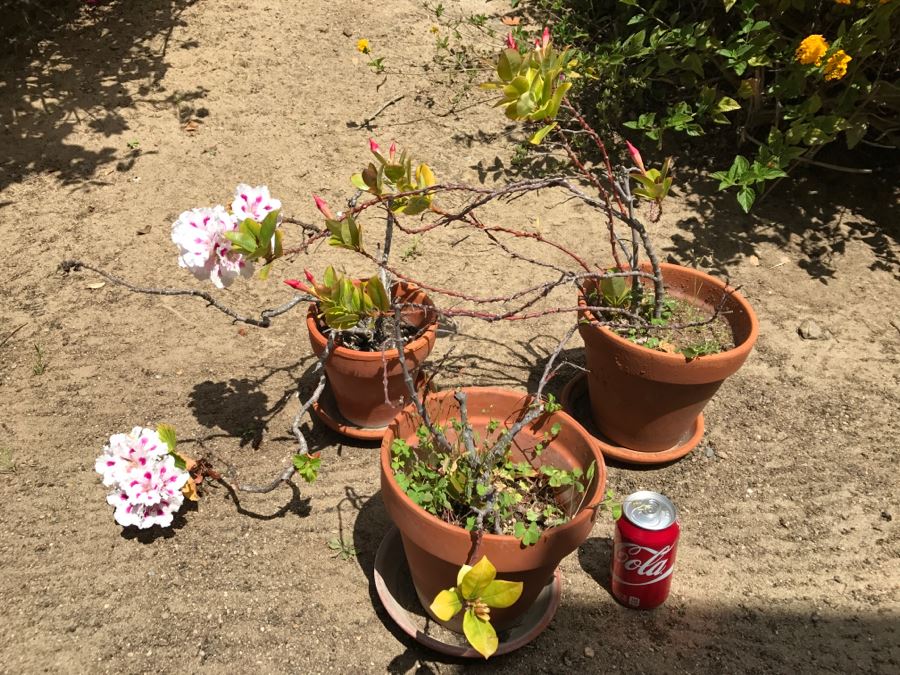 Set Of 3 Potted Plants [Photo 2]