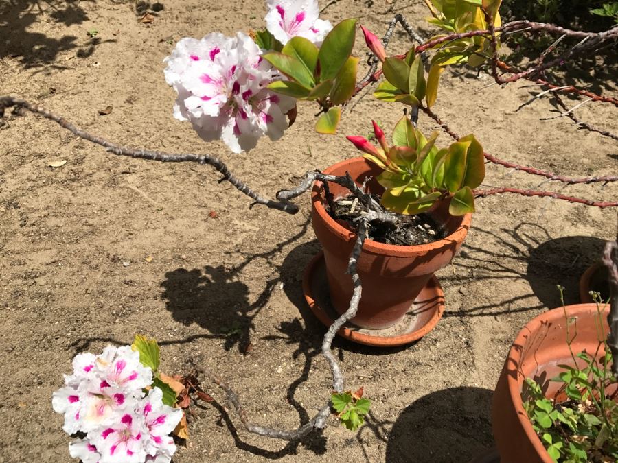 Set Of 3 Potted Plants [Photo 3]