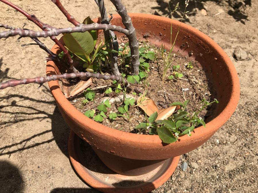 Set Of 3 Potted Plants [Photo 5]