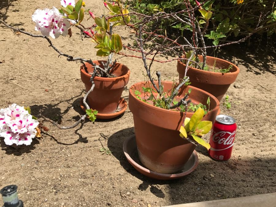 Set Of 3 Potted Plants [Photo 6]