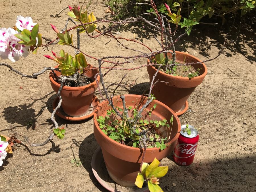 Set Of 3 Potted Plants [Photo 7]