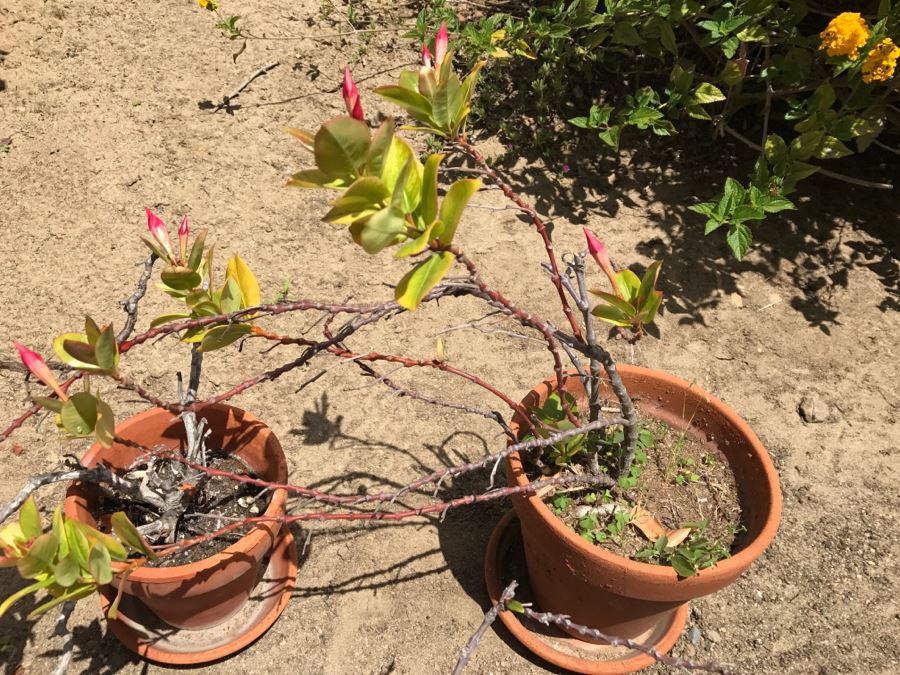 Set Of 3 Potted Plants [Photo 4]