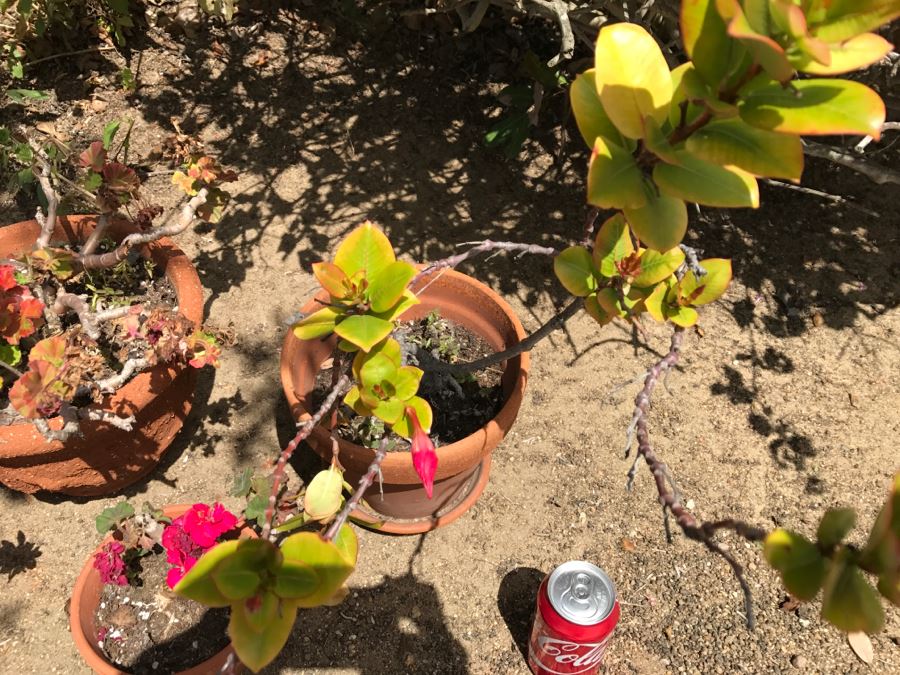 Set Of 4 Potted Plants [Photo 10]