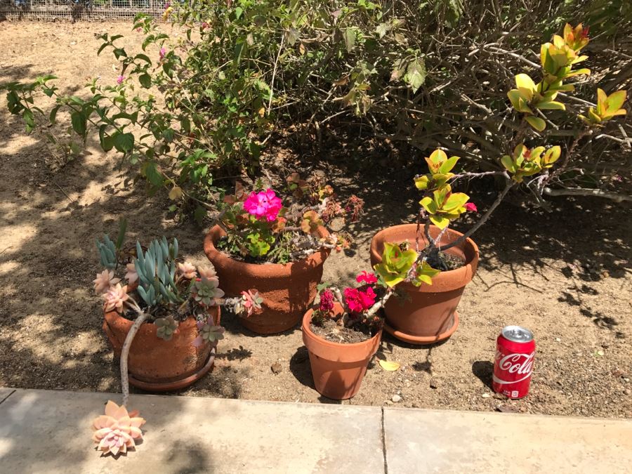 Set Of 4 Potted Plants [Photo 9]