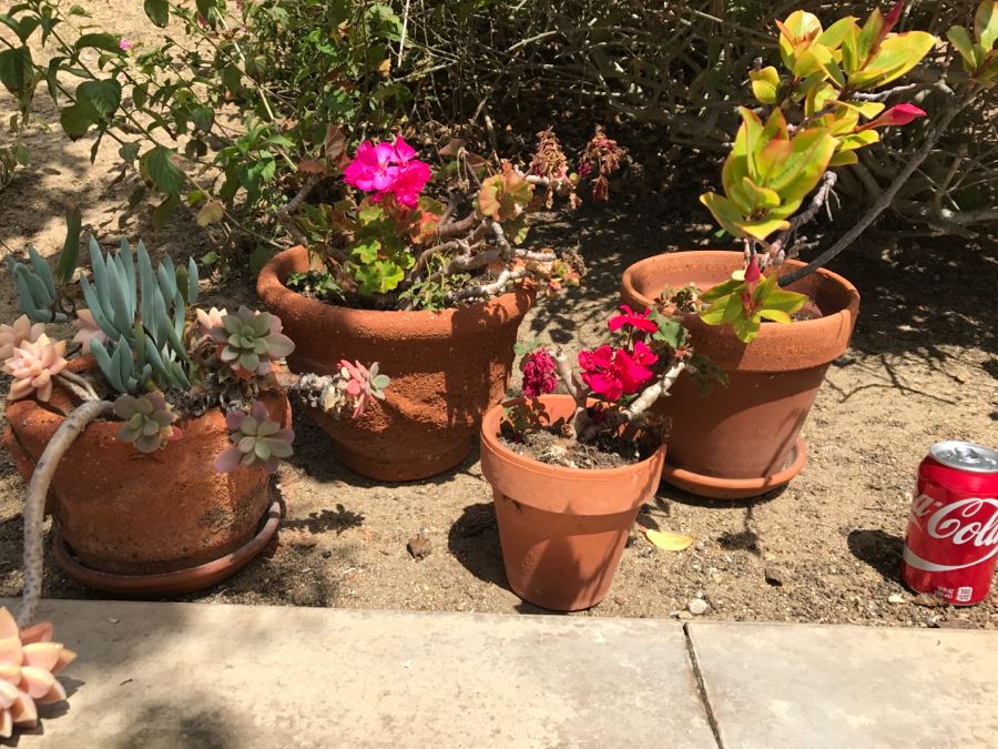 Set Of 4 Potted Plants [Photo 2]