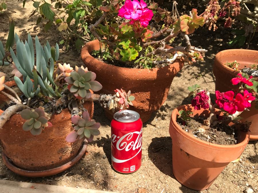 Set Of 4 Potted Plants [Photo 12]