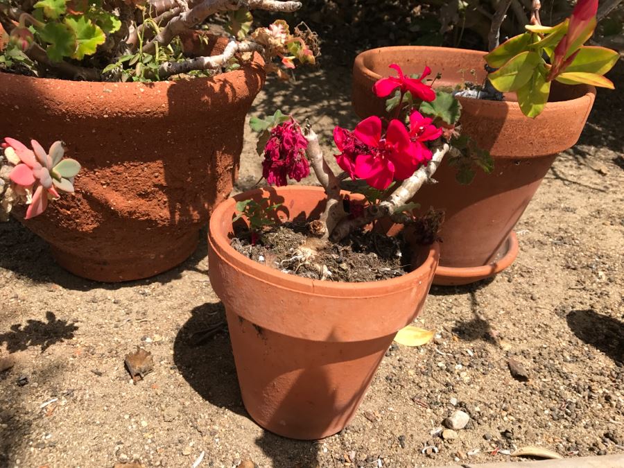 Set Of 4 Potted Plants [Photo 7]