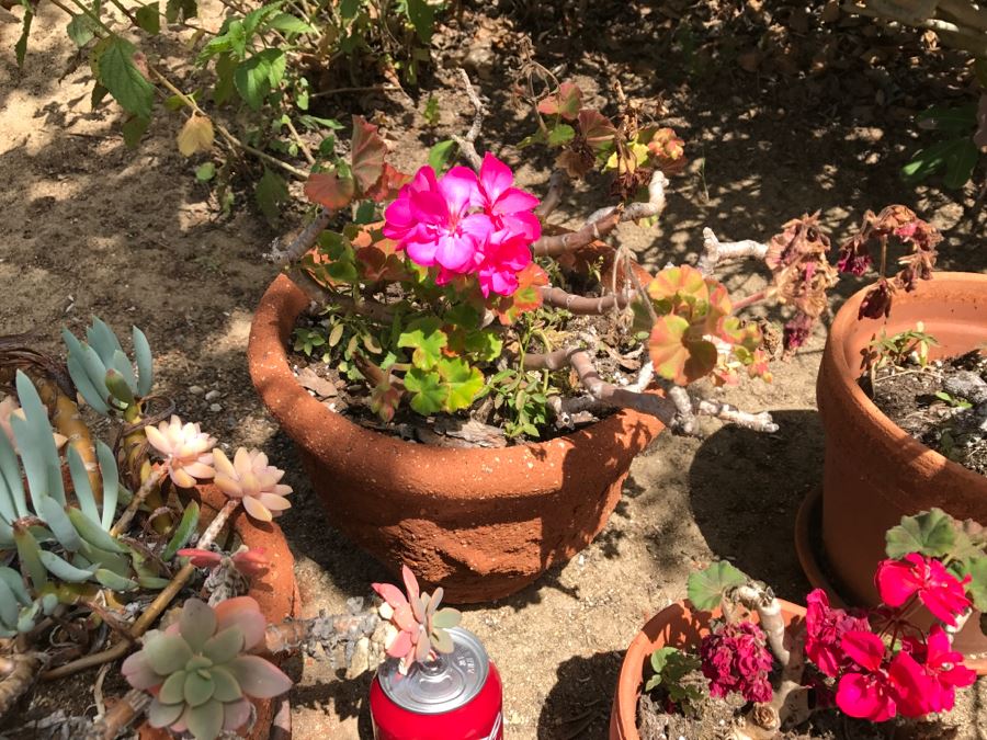 Set Of 4 Potted Plants [Photo 13]