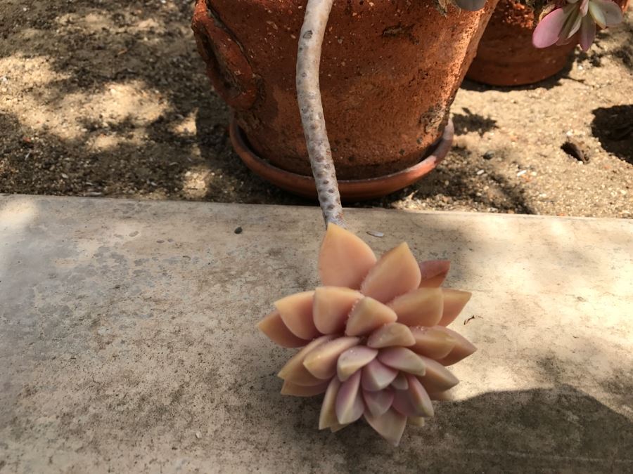 Set Of 4 Potted Plants [Photo 5]