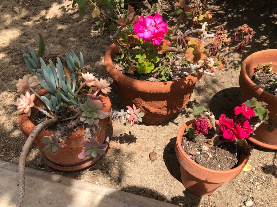 Set Of 4 Potted Plants [Photo 11]