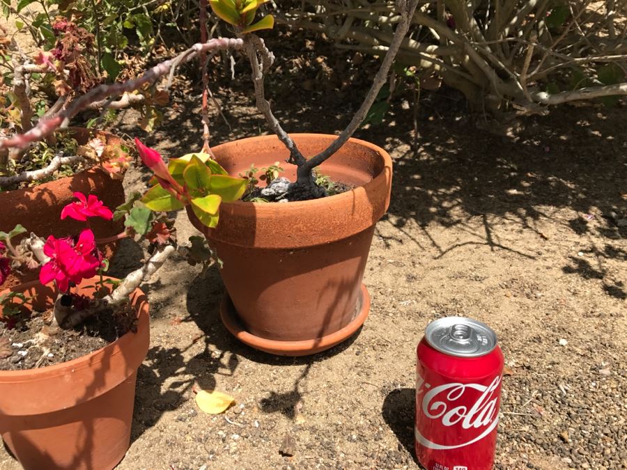 Set Of 4 Potted Plants [Photo 8]