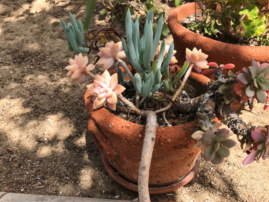 Set Of 4 Potted Plants [Photo 4]