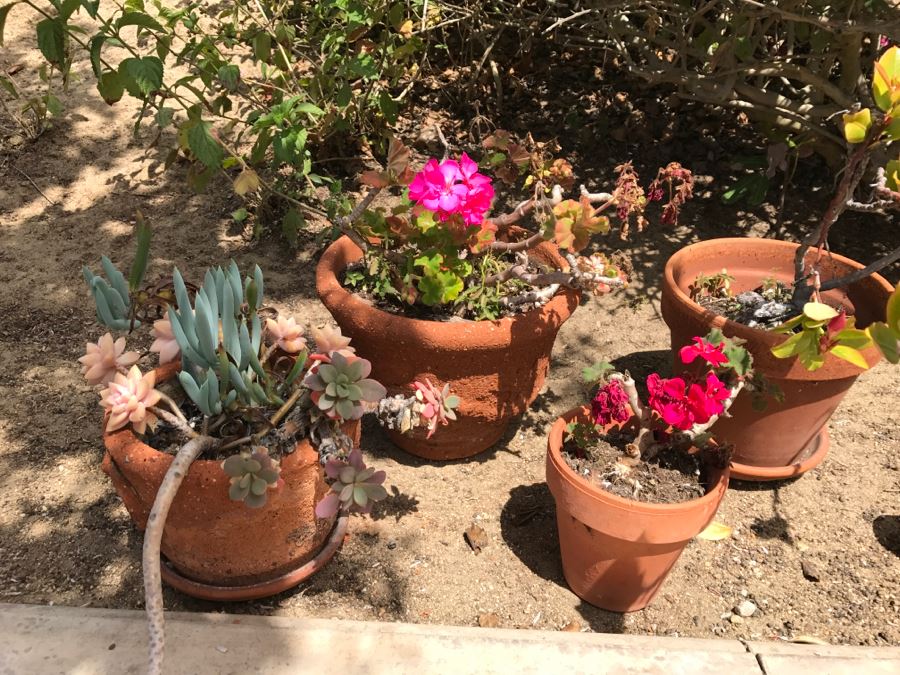 Set Of 4 Potted Plants [Photo 3]