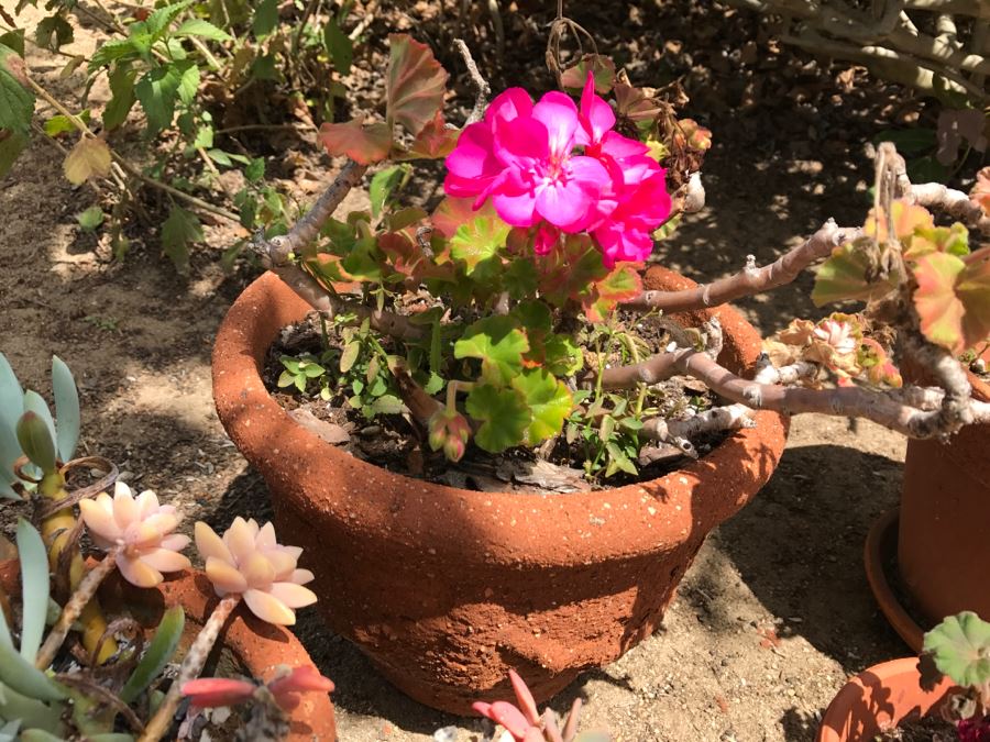 Set Of 4 Potted Plants [Photo 6]