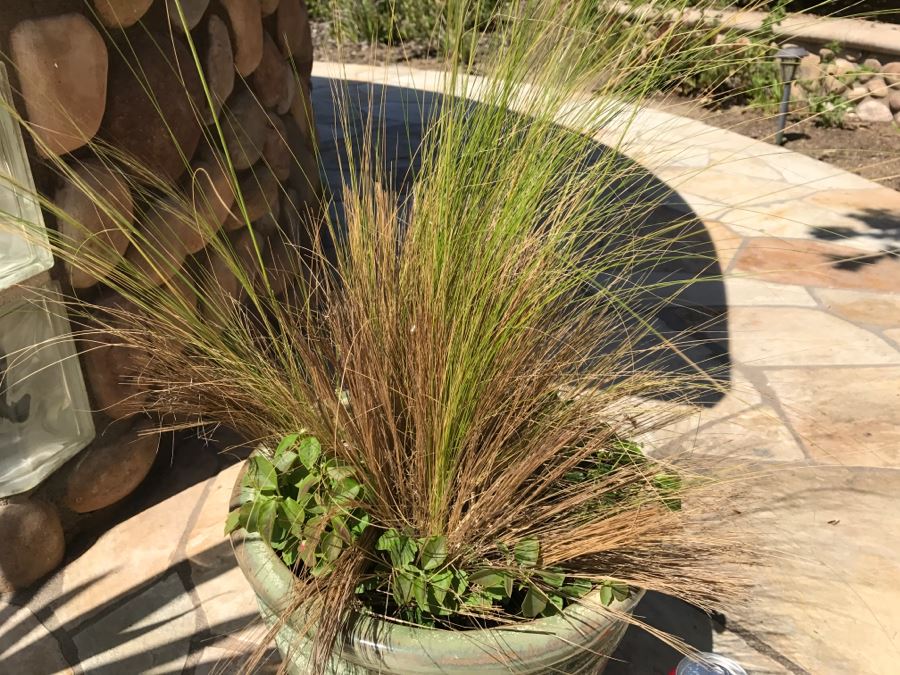 Large Potted Plant [Photo 3]