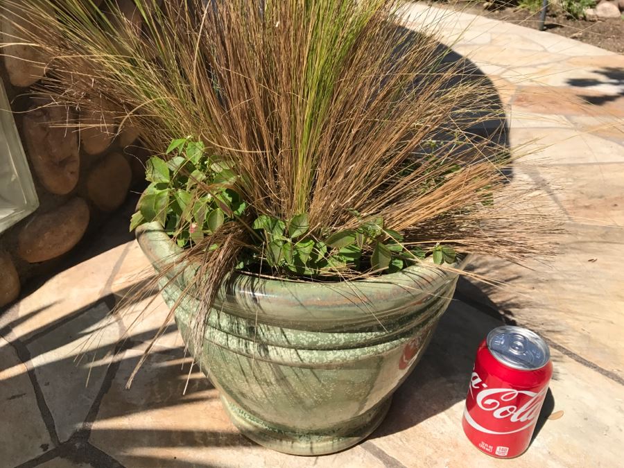 Large Potted Plant [Photo 2]