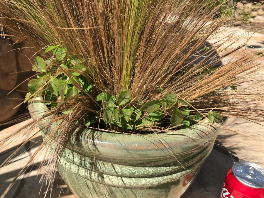 Large Potted Plant [Photo 4]