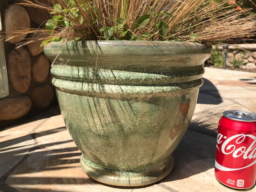 Large Potted Plant [Photo 5]