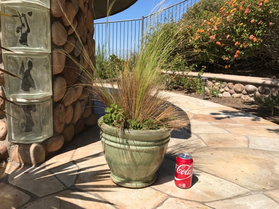 Large Potted Plant [Photo 6]