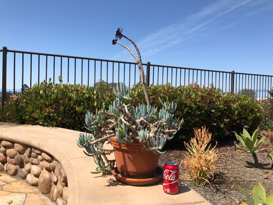 Potted Plant - Pot Made In Italy [Photo 5]