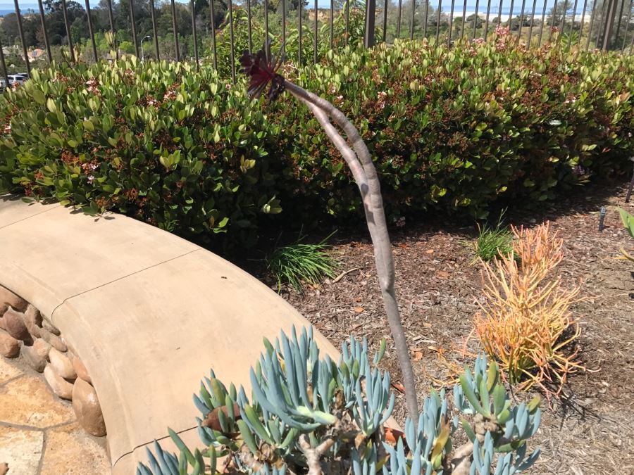 Potted Plant - Pot Made In Italy [Photo 4]