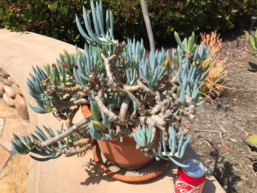 Potted Plant - Pot Made In Italy [Photo 3]